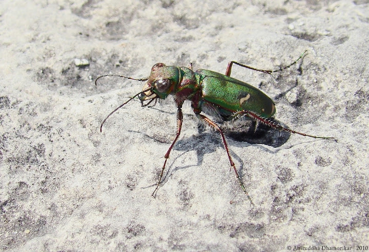 Ayol katta eshakli erkakni sikadi.
